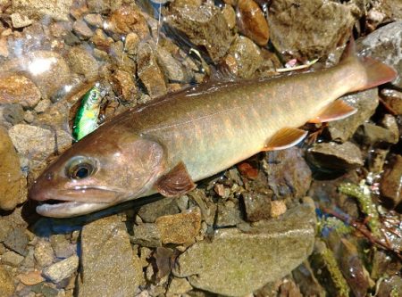 ＧＷ終盤の渓流で苦戦 ～長良川水系～